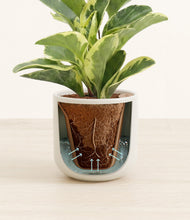 Load image into Gallery viewer, Cotton White stand:all