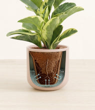 Load image into Gallery viewer, Sandy Pink stand:all