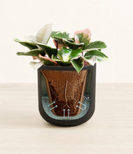 Load image into Gallery viewer, Stone Black stand:all