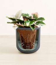 Load image into Gallery viewer, Iron Gray stand:all