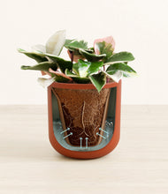 Load image into Gallery viewer, Earth Red stand:all