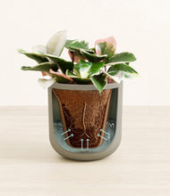 Load image into Gallery viewer, Sage Green stand:all