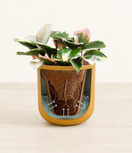 Load image into Gallery viewer, Sunset Orange stand:all