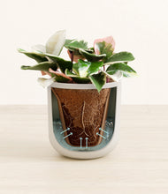 Load image into Gallery viewer, Natural Bamboo stand:all