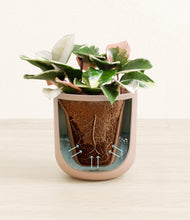 Load image into Gallery viewer, Sandy Pink stand:all