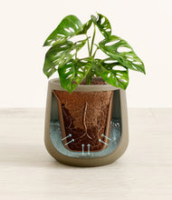 Load image into Gallery viewer, Olive stand:all