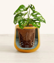 Load image into Gallery viewer, Mustard stand:all