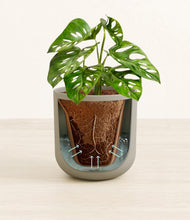 Load image into Gallery viewer, Sage Green stand:all