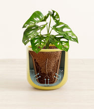 Load image into Gallery viewer, Key Lime Yellow stand:all
