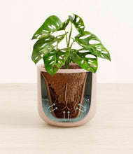 Load image into Gallery viewer, Sandy Pink stand:all