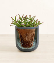 Load image into Gallery viewer, Iron Gray