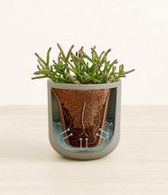 Load image into Gallery viewer, Sage Green