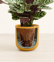 Load image into Gallery viewer, Sunset Orange stand:all