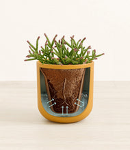 Load image into Gallery viewer, Sunset Orange