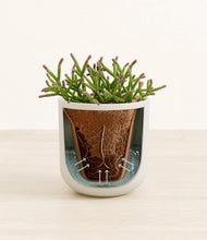 Load image into Gallery viewer, Natural Bamboo