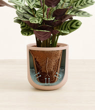 Load image into Gallery viewer, Sandy Pink stand:all