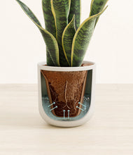 Load image into Gallery viewer, Natural Bamboo