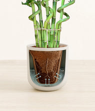 Load image into Gallery viewer, Cotton White stand:all