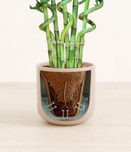 Load image into Gallery viewer, Sandy Pink stand:all