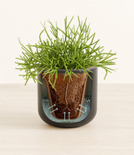 Load image into Gallery viewer, Stone Black stand:all