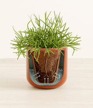 Load image into Gallery viewer, Glossy Red stand:all