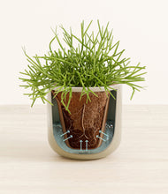 Load image into Gallery viewer, Sage Green stand:all