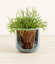 Load image into Gallery viewer, Misty Blue stand:all