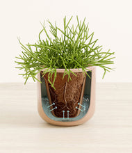 Load image into Gallery viewer, Glossy Red stand:all