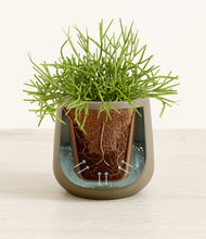 Load image into Gallery viewer, Olive stand:all