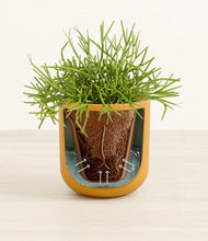 Load image into Gallery viewer, Sunset Orange stand:all