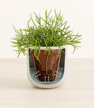 Load image into Gallery viewer, Natural Bamboo stand:all