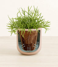 Load image into Gallery viewer, Sandy Pink stand:all