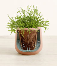 Load image into Gallery viewer, Calm Rose stand:all