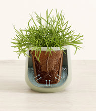 Load image into Gallery viewer, Turquoise stand:all