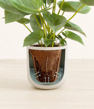 Load image into Gallery viewer, Natural Bamboo