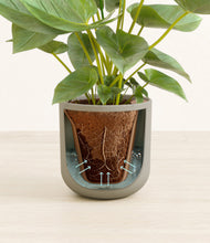 Load image into Gallery viewer, Sage Green