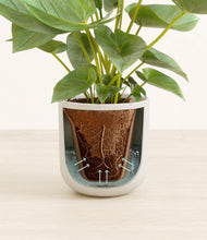 Load image into Gallery viewer, Natural Bamboo