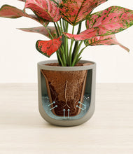 Load image into Gallery viewer, Sage Green