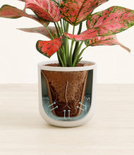 Load image into Gallery viewer, Natural Bamboo