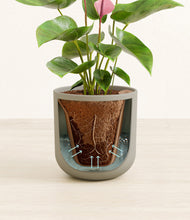 Load image into Gallery viewer, Sage Green