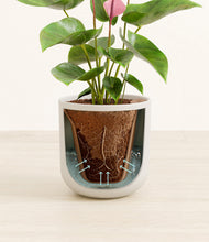 Load image into Gallery viewer, Natural Bamboo