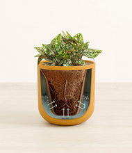 Load image into Gallery viewer, Sunset Orange stand:all