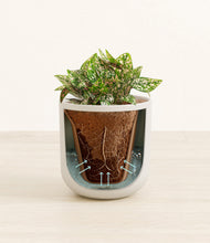 Load image into Gallery viewer, Natural Bamboo stand:all