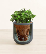 Load image into Gallery viewer, Iron Gray