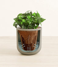 Load image into Gallery viewer, Sage Green