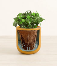 Load image into Gallery viewer, Sunset Orange