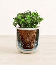 Load image into Gallery viewer, Natural Bamboo