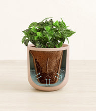 Load image into Gallery viewer, Sandy Pink