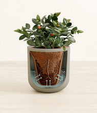 Load image into Gallery viewer, Sage Green