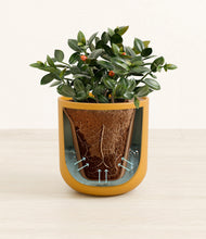 Load image into Gallery viewer, Sunset Orange